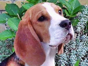 Golden Daylight Beagle Der Beagle 01
