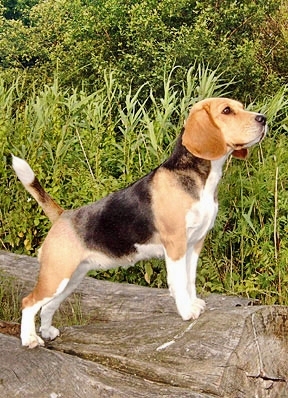 Golden Daylight Beagle Der Beagle 02