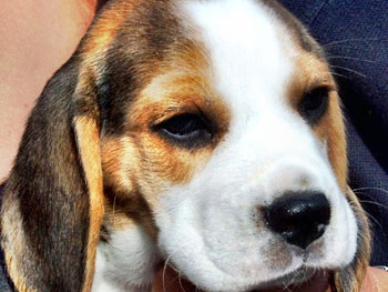 Golden Daylight Beagle Der Beagle 04