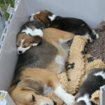 Golden Daylight Beagle O-Wurf 4. Woche 20