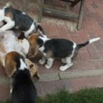 Golden Daylight Beagle O-Wurf 7. Woche 10