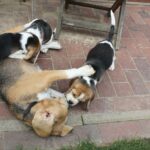 Golden Daylight Beagle O-Wurf 7. Woche 11
