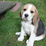 Golden Daylight Beagle O-Wurf 7. Woche 13