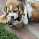 Golden Daylight Beagle O-Wurf 7. Woche 14