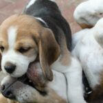 Golden Daylight Beagle O-Wurf 7. Woche 15