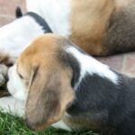 Golden Daylight Beagle O-Wurf 7. Woche 17