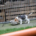 Golden Daylight Beagle O-Wurf 7. Woche 18