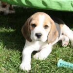 Golden Daylight Beagle O-Wurf 7. Woche 22