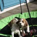 Golden Daylight Beagle O-Wurf 7. Woche 25