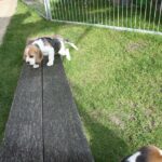 Golden Daylight Beagle O-Wurf 7. Woche 28