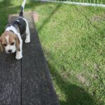 Golden Daylight Beagle O-Wurf 7. Woche 29