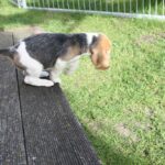 Golden Daylight Beagle O-Wurf 7. Woche 31