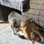 Golden Daylight Beagle O-Wurf 7. Woche 32