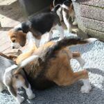 Golden Daylight Beagle O-Wurf 7. Woche 33