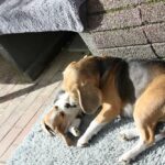 Golden Daylight Beagle O-Wurf 7. Woche 34