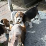 Golden Daylight Beagle O-Wurf 7. Woche 40