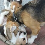Golden Daylight Beagle O-Wurf 7. Woche 42
