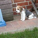 Golden-Daylight-Beagle O-Wurf 5. Woche 07