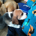 Golden-Daylight-Beagle O-Wurf 5. Woche 17