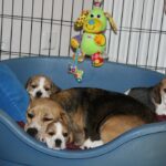 Golden-Daylight-Beagle O-Wurf 5. Woche 21