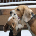 Golden-Daylight-Beagle O-Wurf 8.Woche 14