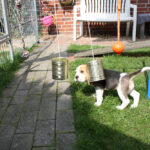 Golden-Daylight-Beagle O-Wurf 8.Woche 15