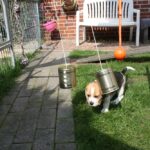 Golden-Daylight-Beagle O-Wurf 8.Woche 16