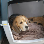 Golden-Daylight-Beagle O-Wurf 8.Woche 18