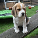 Golden-Daylight-Beagle O-Wurf 8.Woche 23