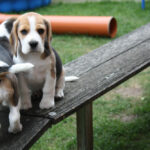 Golden-Daylight-Beagle O-Wurf 8.Woche 24