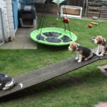 Golden-Daylight-Beagle O-Wurf 8.Woche 25