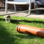 Golden-Daylight-Beagle O-Wurf 6. Woche 11