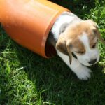 Golden-Daylight-Beagle O-Wurf 6. Woche 13