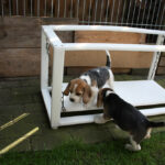 Golden-Daylight-Beagle O-Wurf 6. Woche 17