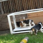 Golden-Daylight-Beagle O-Wurf 6. Woche 18