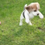 Golden-Daylight-Beagle O-Wurf 6. Woche 21