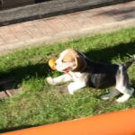 Golden-Daylight-Beagle O-Wurf 6. Woche 22