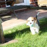 Golden-Daylight-Beagle O-Wurf 6. Woche 23
