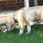 Golden-Daylight-Beagle O-Wurf 6. Woche 24