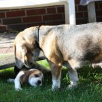 Golden-Daylight-Beagle O-Wurf 6. Woche 25
