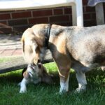 Golden-Daylight-Beagle O-Wurf 6. Woche 26