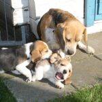 Golden-Daylight-Beagle O-Wurf 6. Woche 29