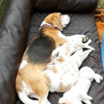 Golden-Daylight-Beagle P-Wurf 3. Woche Video Poster