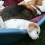 Golden-Daylight-Beagle P-Wurf Woche 22
