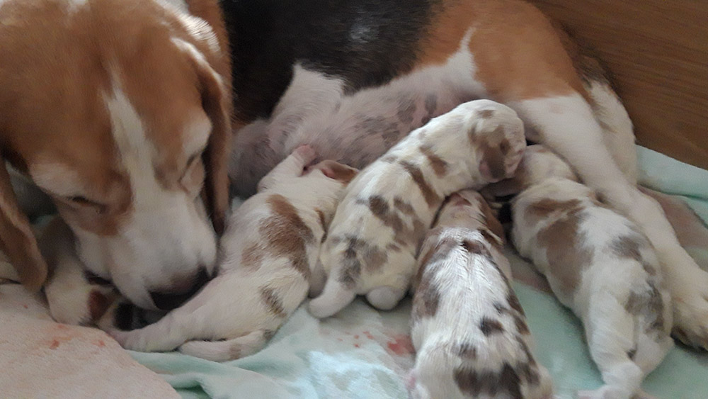 Golden Daylight Beagle P-Wurf nach der Geburt 01