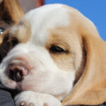 Golden-Daylight-Beagle P-Wurf 6. Woche 11