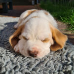 Golden-Daylight-Beagle P-Wurf 6. Woche 13