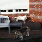 Golden-Daylight-Beagle P-Wurf 9. Woche 06