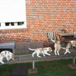 Golden-Daylight-Beagle P-Wurf 9. Woche 10
