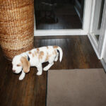 Golden-Daylight-Beagle P-Wurf neues Zuhause Emstek 08
